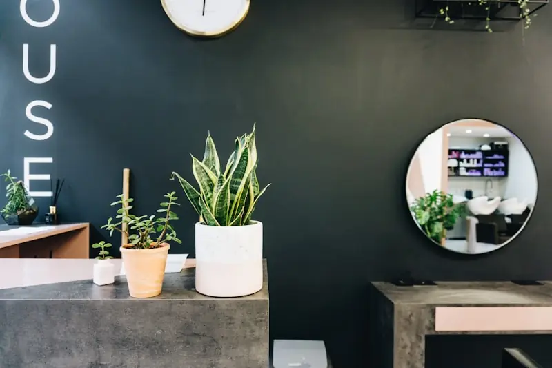 A plant against a pale wall in the salon.